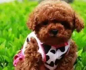 贵宾犬|贵宾犬怀孕高烧39.4°该吃点什么药