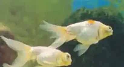 银朝天龙怎么养 对水温的适应范围较大