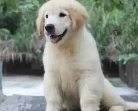 金毛|金毛犬怀孕一个月了可以给它洗澡吗
