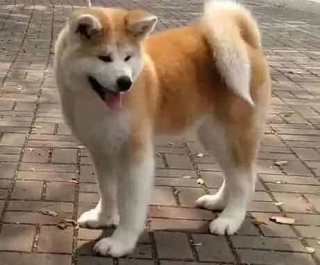 秋田犬|秋田犬最近流鼻涕，有点拉稀有问题吗