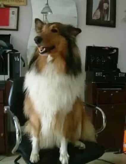 苏格兰牧羊犬|苏格兰牧羊犬感冒,吃什么药好