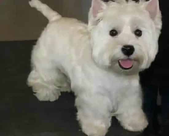 西高地|西高地犬的生活习性 天生本能