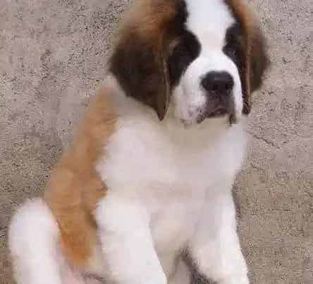圣伯纳犬|主人自己在家怎么给圣伯纳犬驱虫