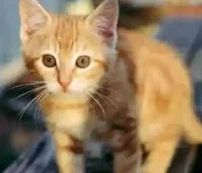 猫咪肾衰 年纪相关因素恶化导致 | 猫咪