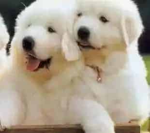 大白熊犬|怎样让大白熊犬迷恋上狗粮的美味