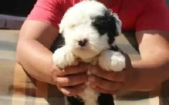 古代牧羊犬|分享训练古代牧羊犬装死的秘籍