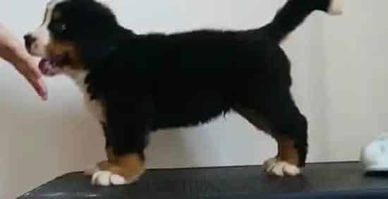 伯恩山犬|生活真需要 三个方法解决伯恩山犬吃药难问题