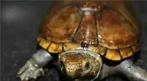 乌龟是王八吗 判别乌龟和王八的方法 | 乌龟