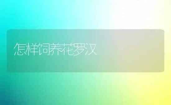 怎样饲养花罗汉 | 鱼类宠物