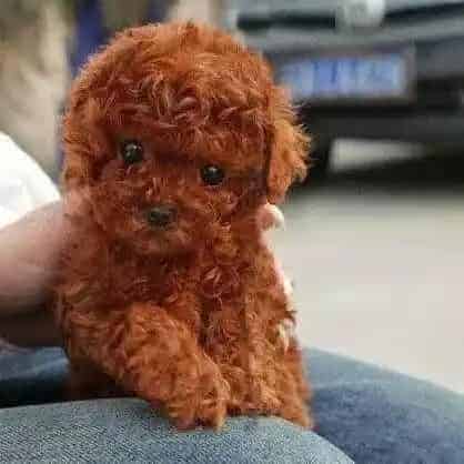 贵宾犬|贵宾犬吃完饭就呕吐，没有精神是什么问题