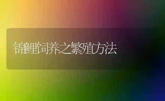 锦鲤饲养之繁殖方法 | 鱼类宠物