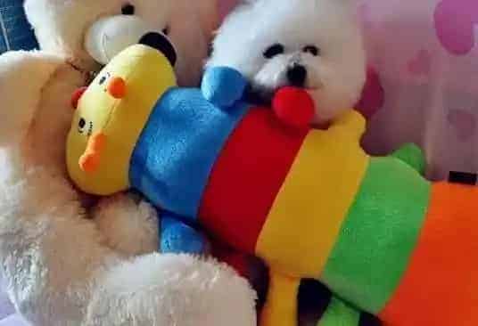 比熊犬|对症下药好治疗 确诊比熊犬拉肚子原因是重点