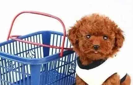 泰迪犬|松狮犬饭后拉稀恶臭是不是生病了