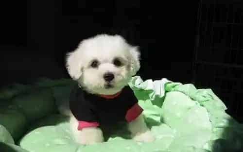 比熊吃什么狗粮比较好 狗狗成长发育对营养有需求 | 比熊