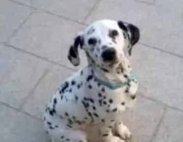 大麦町犬能长多大 理想的肩高约为19到23英寸 | 大麦町犬