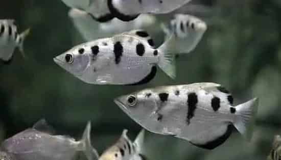 射水鱼饲养 水族箱空间要尽可能大一些 | 射水鱼