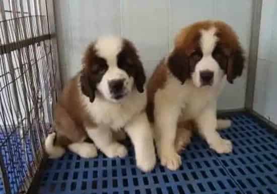 圣伯纳犬|圣伯纳犬换毛期间应该吃点什么食物呢