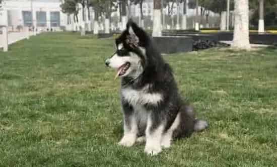 阿拉斯加犬|训练从小做起 怎样让阿拉斯加犬不护食