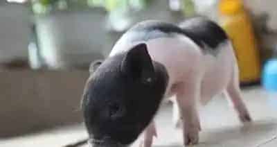 香猪的饲养方法 要科学的饲养小香猪 | 猪