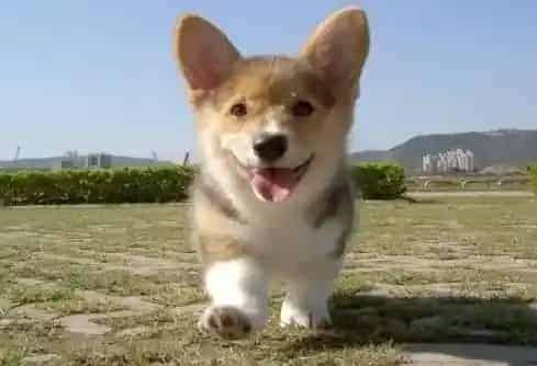 柯基犬|生活小技能 如何轻松的让柯基犬吃药