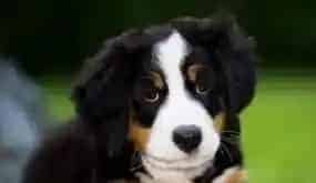 伯恩山犬价格 伯恩山犬饲养需要注意地方 | 伯恩山犬