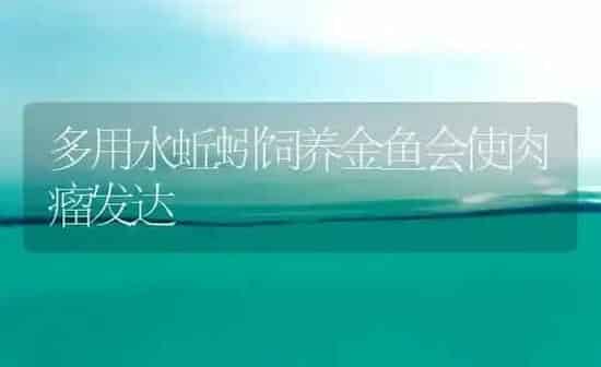 多用水蚯蚓饲养金鱼会使肉瘤发达 | 鱼类宠物