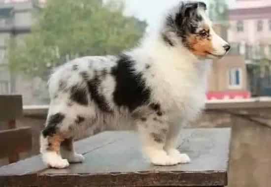 喜乐蒂|怎样选择最适合喜乐蒂犬的狗链