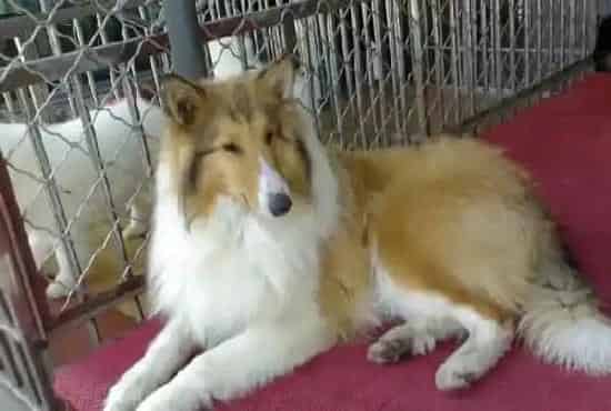 苏格兰牧羊犬|学会自己为苏格兰牧羊犬做美容