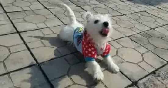 西高地|为什么西高地犬不能使用人类的沐浴产品