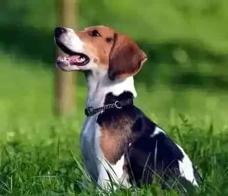 比格犬|天热很热比格犬应如何顺利的度过的夏天