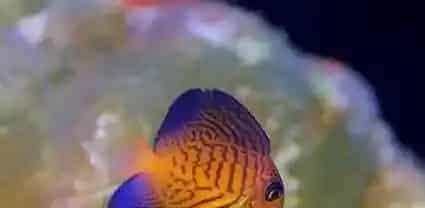 夏威夷吊好养吗 要选择280升以上水族箱饲养