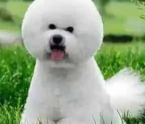 比熊犬|比熊犬吃狗粮不消化是不是肠胃问题