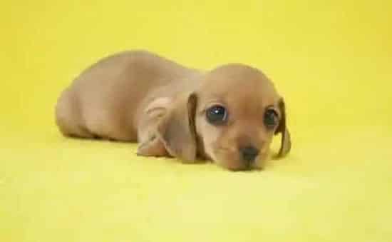腊肠犬|禁止给腊肠犬的八种食物名单
