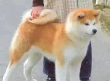 秋田犬|秋田犬身上有很多皮屑怎么办 是螨虫吗