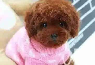 泰迪犬|炎热夏季可以给泰迪犬吃雪糕吗