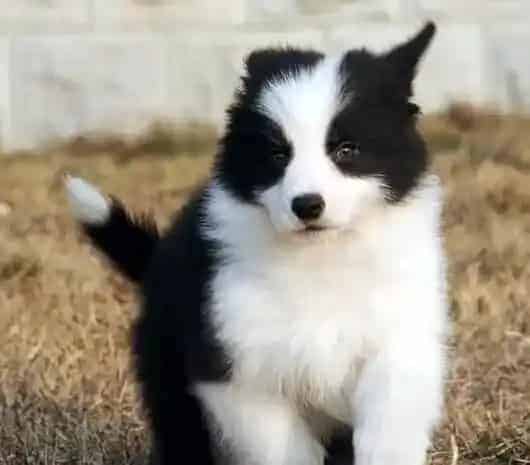 边境牧羊犬|边境牧羊犬为什么一直有眼屎弄不掉