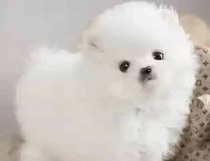 博美犬|博美犬身上出现很多白色的皮屑，很痒没事吧