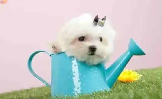 马尔济斯|如何保证马尔济斯犬的身心健康