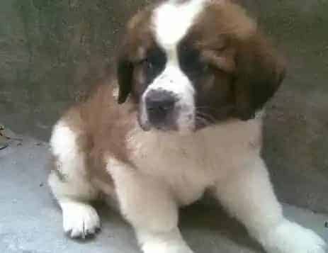 圣伯纳犬|圣伯纳犬用什么沐浴露洗澡好