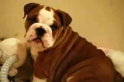 英国斗牛犬|介绍适用于斗牛犬喂药的两种方法