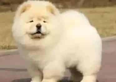 松狮犬|生活中哪些食物是不能够给松狮犬吃的