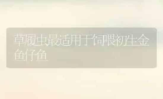 草履虫最适用于饲喂初生金鱼仔鱼 | 鱼类宠物