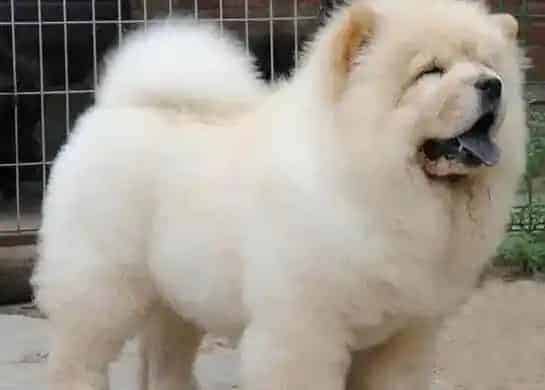 松狮犬|松狮犬可以吃干狗粮吗