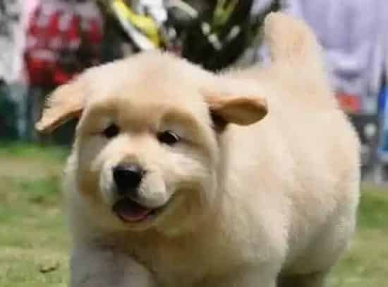 金毛|如何应对金毛犬的呕吐