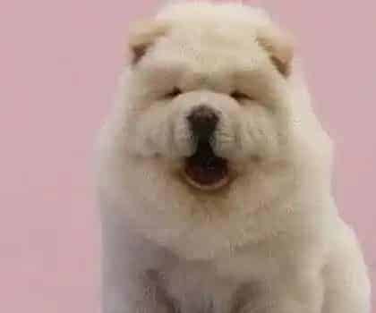 松狮犬|怎样制止松狮犬吃便便的坏毛病