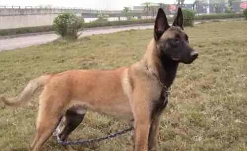 比利时马林诺斯犬聪明吗 排名第22位 | 比利时马林诺斯犬