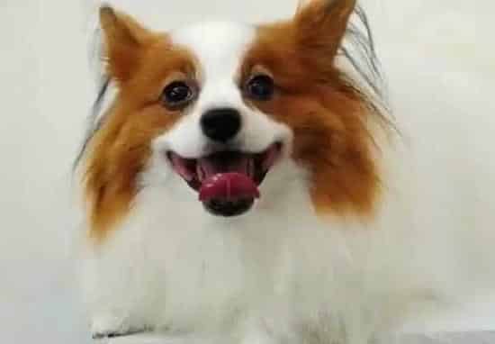 蝴蝶犬|饲主如何给蝴蝶犬挑选生活用品——项圈