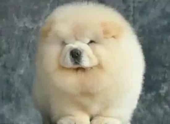 松狮犬|适当的运动保证松狮犬身体健康 延年益寿