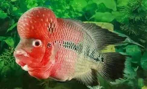 花罗汉起头 花罗汉起头的四个小技巧