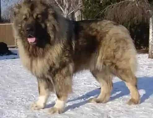 高加索犬|迎接新生命 主人们应如果做好高加索犬的接产工作